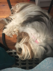 Chanel snuggled under the coffee table