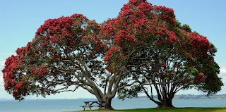 NZ POHUTUKAWA