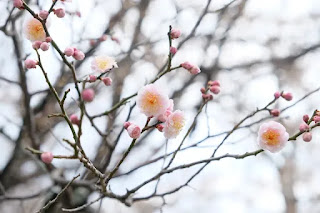 梅の花