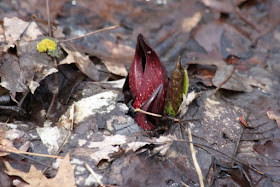 last year's skunk cabbage on March 31