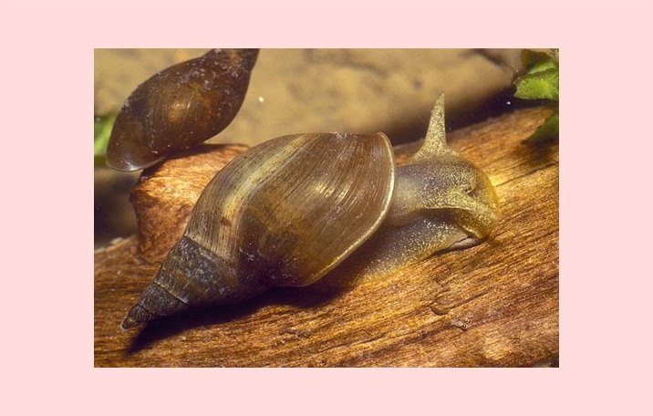 Mollusca Pengertian Ciri Struktur Tubuh Klasifikasi 