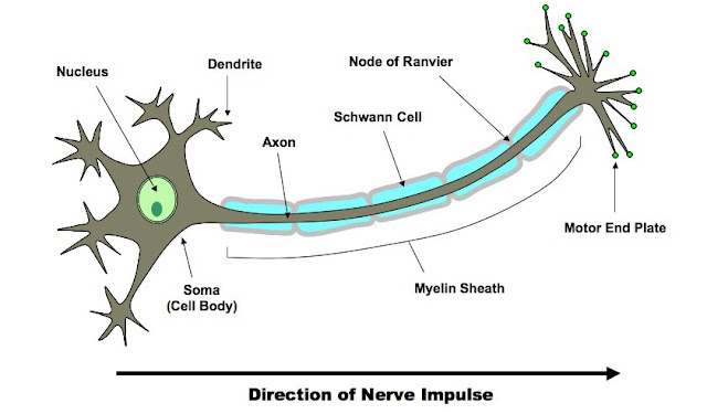 nerve impulse