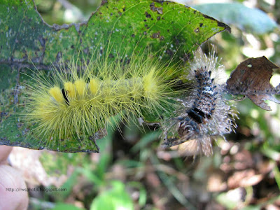 tropical caterpillars