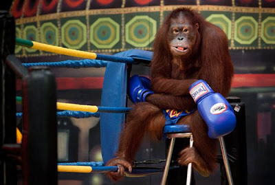 Kick-boxing Orangutans in Thailand Seen On www.coolpicturegallery.net