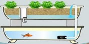 Aquaponics - Commercial aquaponics - Hydroponics - Grow ...