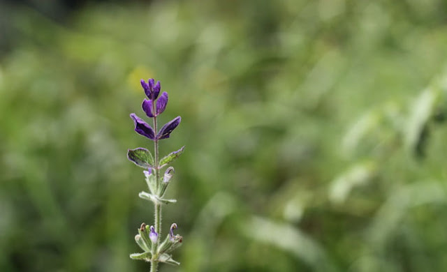 Annual Clary Sage