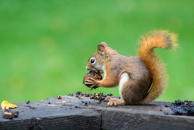 aprende ingles animal squirrel ardilla come bellota en parque