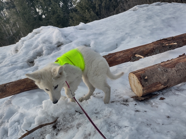 hvit gjeterhund