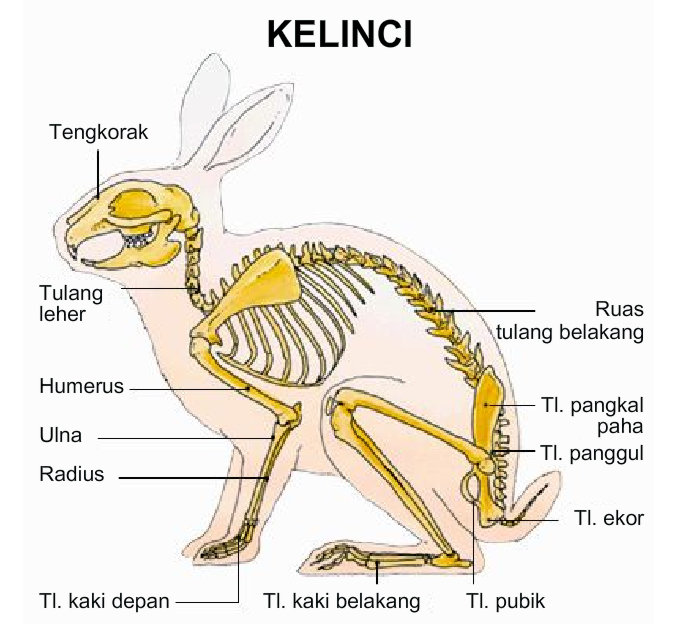 WIKISAINS Anatomi Rangka Vertebrata 