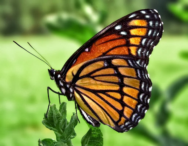 Butterfly Wallpapers Free Download