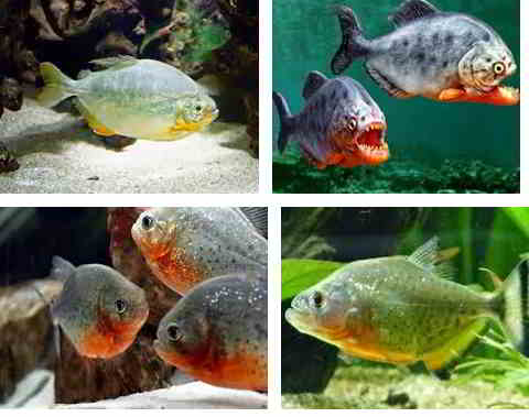 Jenis Ikan  Piranha  dan Gambarnya yang Terlihat Ganas