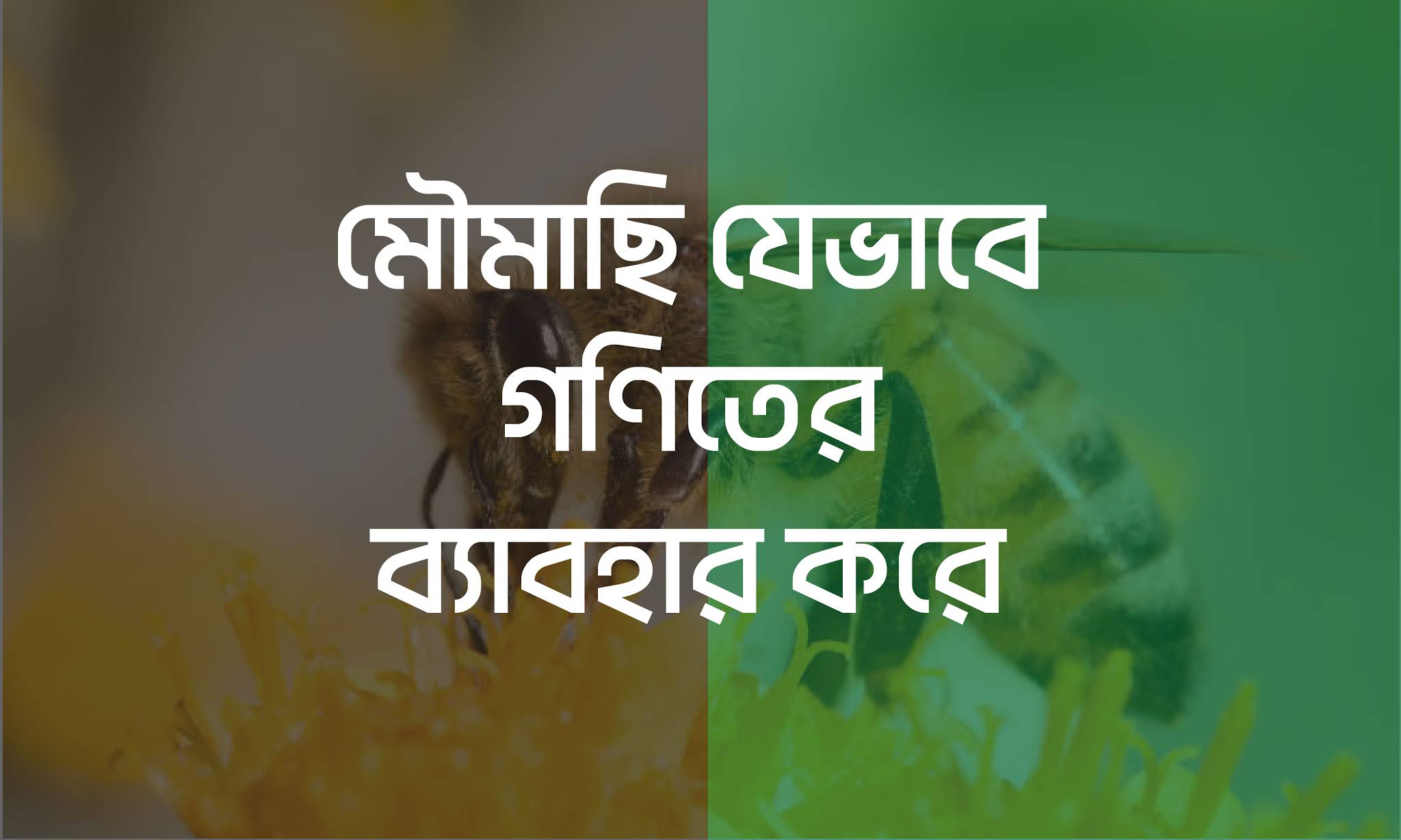 মৌমাছি যেভাবে গনিতের ব্যবহার করে