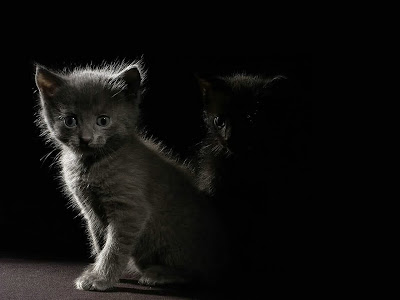 kitten wallpapers. Kitten Wallpapers