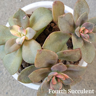 Echeveria 'Chroma' succulent