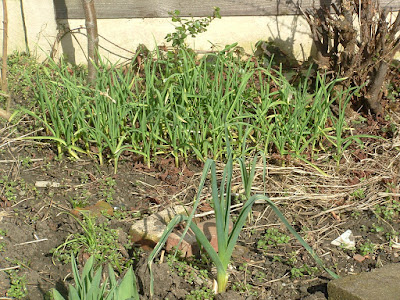 A small garden bed with garlic plants growing strongly, and two leeks in the foreground