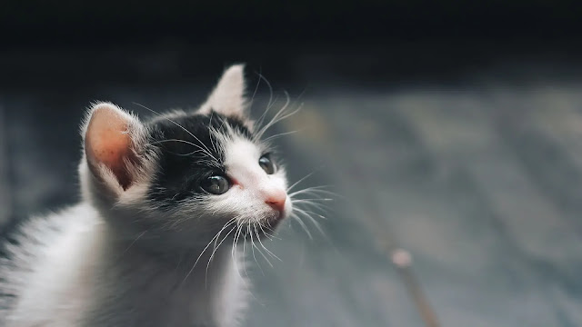 Kitten