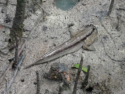 Giant Mudskipper (Periophthalmodon schlosseri)