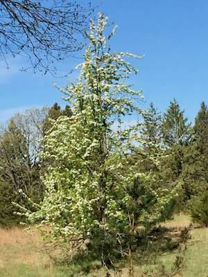 pear tree in flower