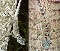 http://sciencythoughts.blogspot.co.uk/2014/11/four-new-species-of-treerunner-from.html