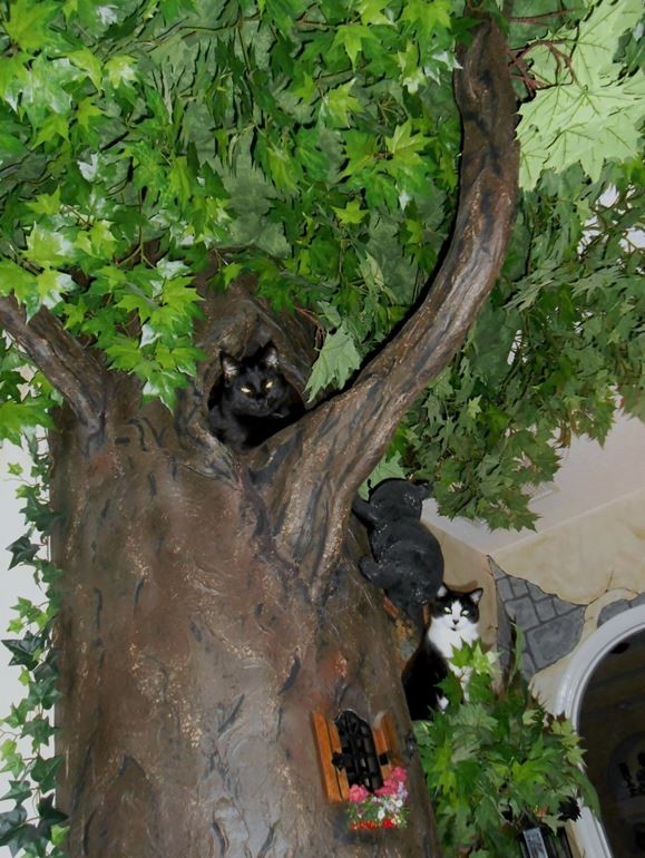  Large Cat Climbing Trees