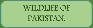  wildlife of pakistan