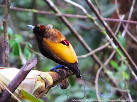 Magnificent Bird of Paradise (Dipyhllodes magnificus)