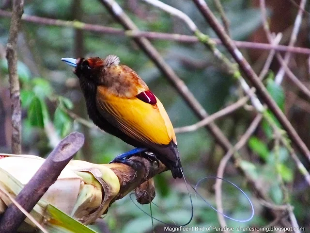 Magnificent Bird of Paradise (Dipyhllodes magnificus)