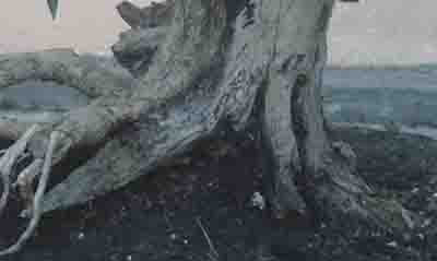 akar dan batang tanaman kemuning