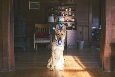 German shepherd dog sitting