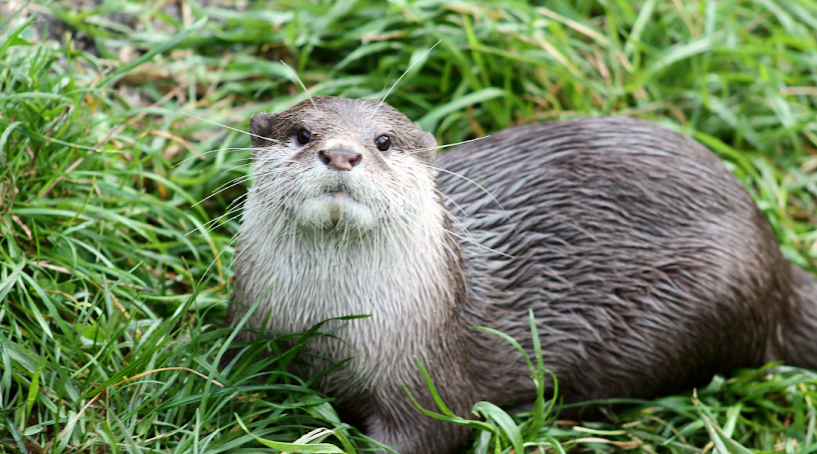 Are Otters Dangerous?