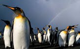 Hábitat natural de los pinguinos (8 fotos lindas)