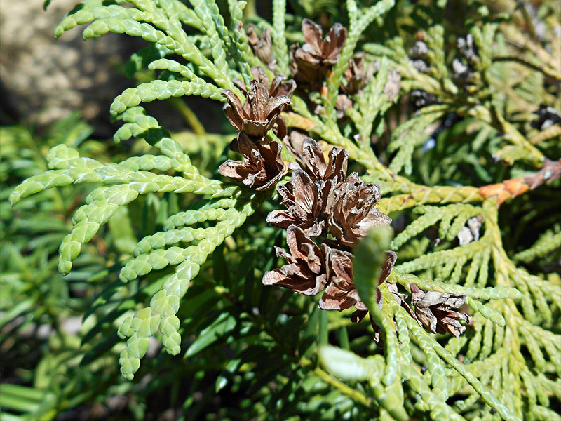 Туя корейская (Thuja koraiensis)