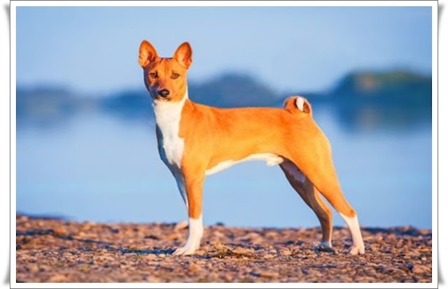 Basenji