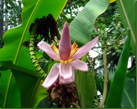 Musa balbisiana