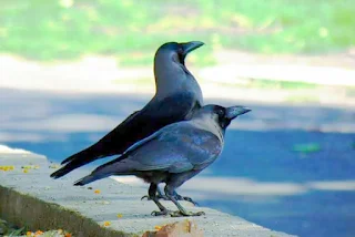 कविता उत्तरायणी का त्यौहार। (Festival of Poetry Uttarayani.)