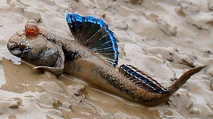 Mudskipper, Ikan Aneh yang Bisa Berjalan di Darat