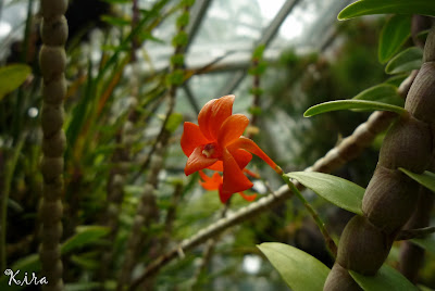 Dendrobium jacobsonii care and culture