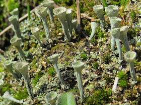 pixie cup lichen