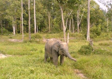 Pusat Latihan Gajah Saree