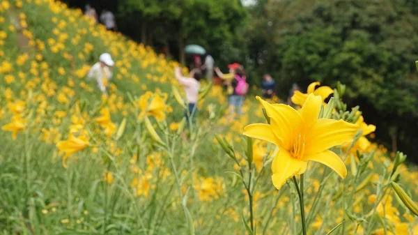 花壇虎山巖金針花季 17日起拜拜兼賞花趣