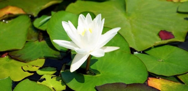 clip_image004