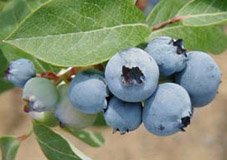 Fakta Nutrisi Blueberries