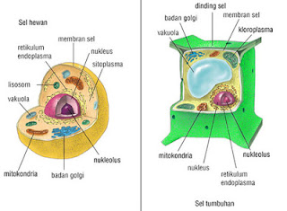 sel hewan vs sel tumbuhan