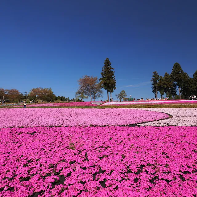 秩父　羊山公園　芝桜