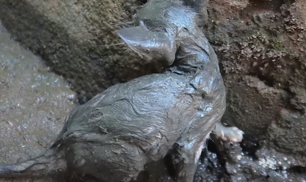 Poor kitten covered in muds - Photo cut from video
