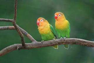 love bird care and information