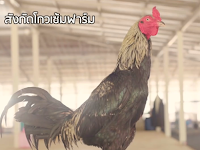 The Legend Ayam Mangon Kaolan Terbaik Dan Termahal Milik Mr Kowsem Go Farm