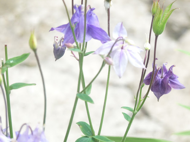 Aquilegia Flowers