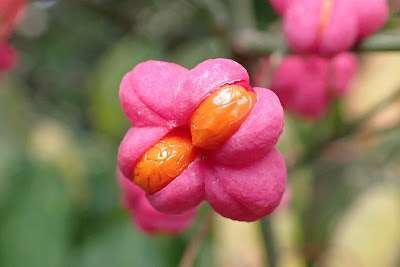 Orange and pink berry