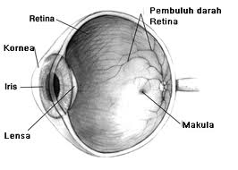 Sistem Saraf dan Indera Manusia (Materi Lengkap)